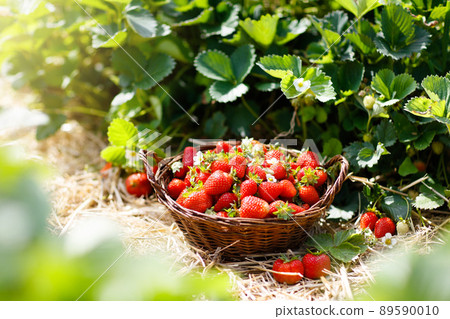 Strawberry field on fruit farm. Berry in basket. 89590010