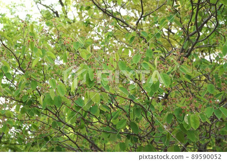 Young fruit of Juneberry, April 2022 89590052