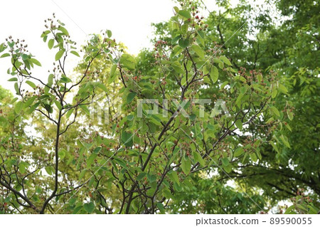 Young fruit of Juneberry, April 2022 Young fruit of Juneberry, April 2022 89590055
