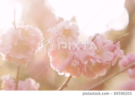 Flower peach six that the morning sun shines in 89590203