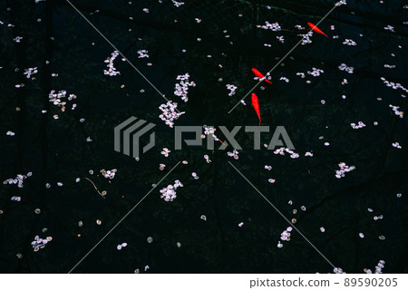 Scattered cherry blossom petals and goldfish 89590205