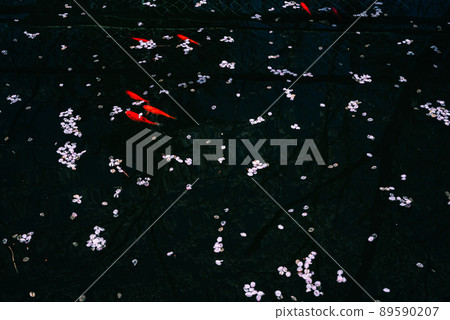 散落的櫻花花瓣和金魚 89590207