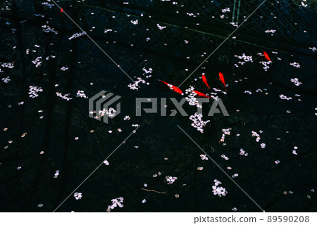 Scattered cherry blossom petals and goldfish 89590208