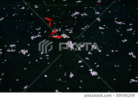 Scattered cherry blossom petals and goldfish 89590209