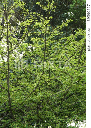 April 2022 ・ Euonymus flower April 2022 ・ Euonymus flower 89590227