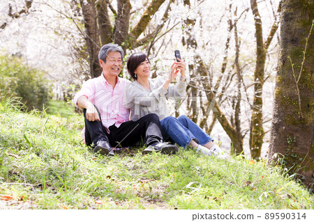 Mountain slope Senior couple enjoying cherry blossoms Hitsujiyama Park version Saitama Prefecture's largest Chichibu 89590314