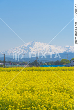 Rapeseed field Rapeseed field 89590343