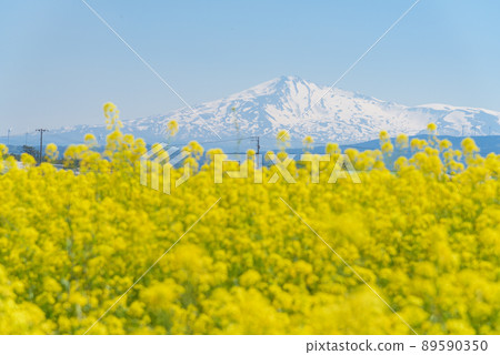 油菜田 油菜田 89590350