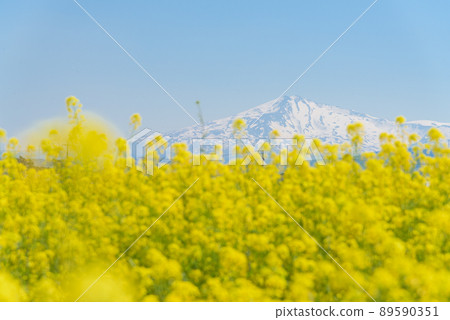 油菜田 89590351