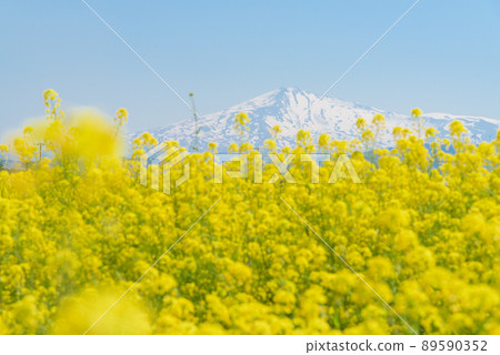 油菜田 油菜田 89590352