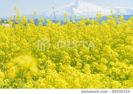 油菜田 油菜田 89590354