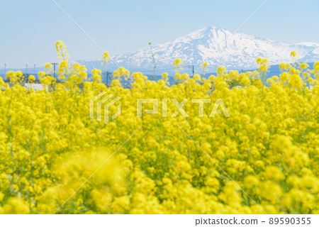 Rapeseed field 89590355