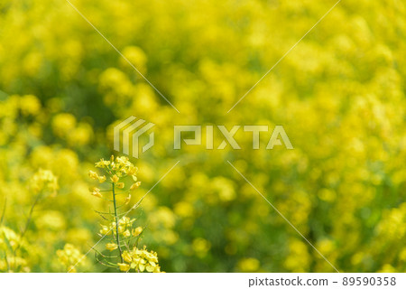Rapeseed field Rapeseed field 89590358