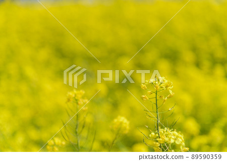 Rapeseed field 89590359