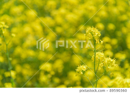 Rapeseed field 89590360