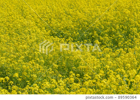 Rapeseed field Rapeseed field 89590364