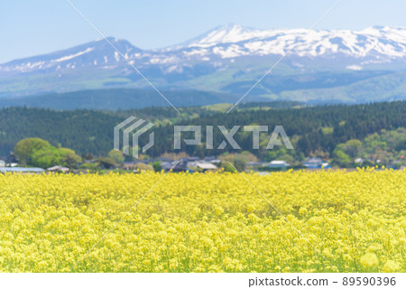 Rapeseed field Rapeseed field 89590396