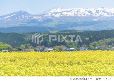 Rapeseed field Rapeseed field 89590398