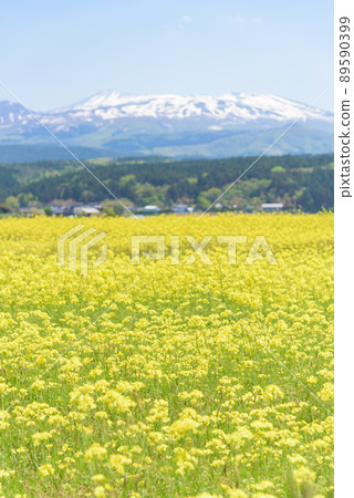 Rapeseed field 89590399