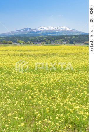Rapeseed field Rapeseed field 89590402