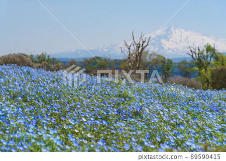 Nemophila Nemophila 89590415