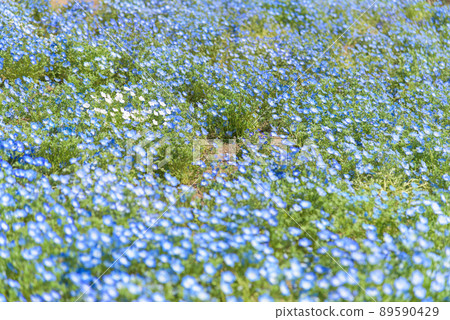 Nemophila Nemophila 89590429