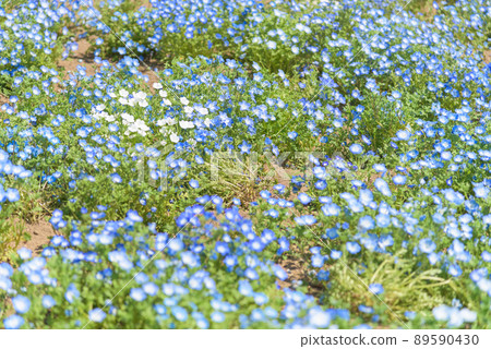 Nemophila Nemophila 89590430
