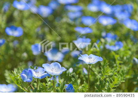 喜林草 喜林草 89590435