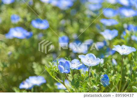 Nemophila 89590437