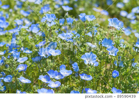 Nemophila 89590439