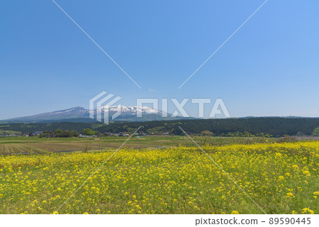 Rapeseed field Rapeseed field 89590445