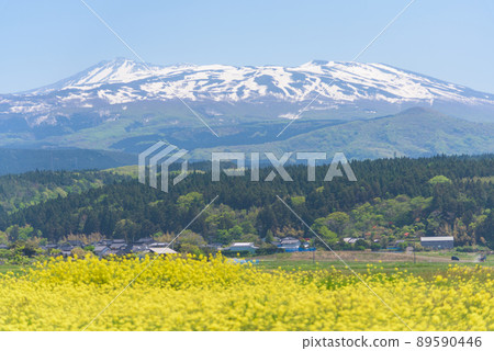 Rapeseed field 89590446