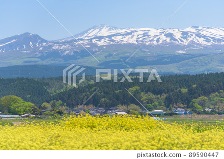 Rapeseed field 89590447