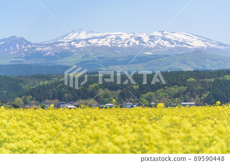 Rapeseed field Rapeseed field 89590448