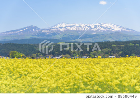 Rapeseed field 89590449
