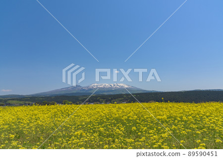 Rapeseed field 89590451
