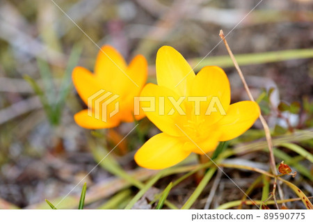 番紅花花 89590775