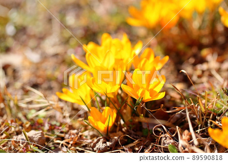 Crocus flower Crocus flower 89590818