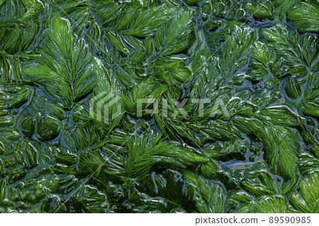 Ceratophyllum demersum 89590985