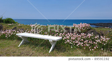 A white bench beautifully laid out in a seaside wildflower colony 89591192