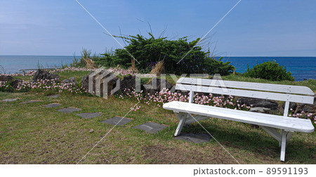 A white bench beautifully laid out in a seaside wildflower colony A white bench beautifully laid out in a seaside wildflower colony 89591193