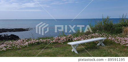 A white bench beautifully laid out in a seaside wildflower colony A white bench beautifully laid out in a seaside wildflower colony 89591195