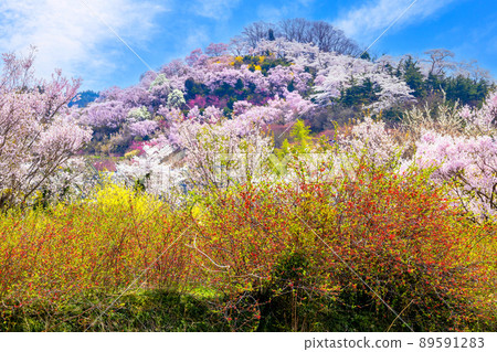 Colorful Hanamiyama 1 Colorful Hanamiyama 1 89591283