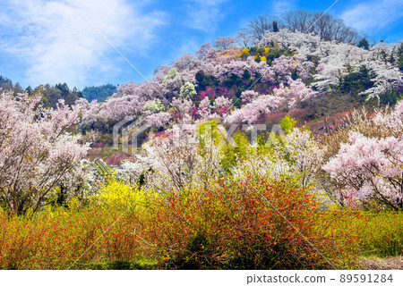 Colorful Hanamiyama 2 89591284