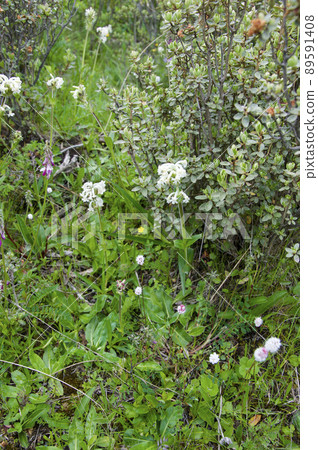Acanthocalyx alb, honeysuckle family, blooming in Songpan County, Sichuan Province, China 89591408