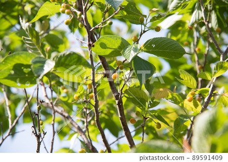 Immature cherries Immature cherries 89591409