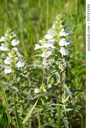 Early summer wild grass, Mediterranean lineeed Early summer wild grass, Mediterranean lineeed 89591499
