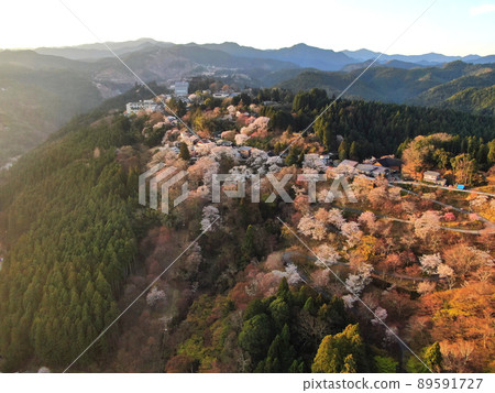 晨光染紅的吉野山野櫻花鳥瞰圖 89591727