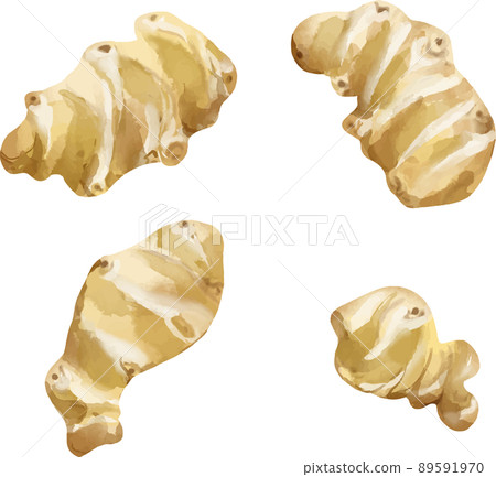 菊芋水彩風格插圖集 菊芋水彩風格插圖集 89591970