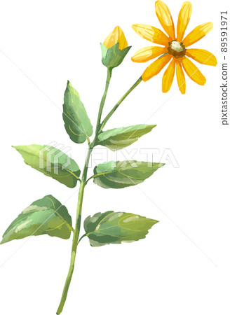 菊芋花水彩風格插圖 菊芋花水彩風格插圖 89591971